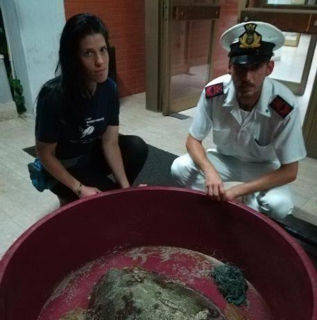 San Ferdinando, tartaruga marina soccorsa dopo ingestione di amo da pesca