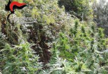 Rinvenuta piantagione di marijuana nel reggino