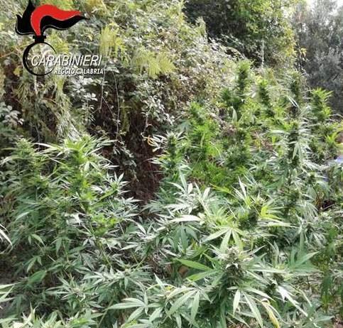 Rinvenuta piantagione di marijuana nel reggino
