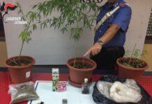 Acquista cannabis online dalla Spagna per avviare attività commerciale ma viene arrestato