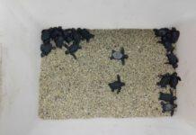 Gioia Tauro, tartarughe neonate salvate da Guardia Costiera