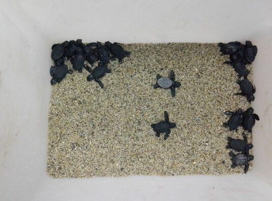 Gioia Tauro, tartarughe neonate salvate da Guardia Costiera