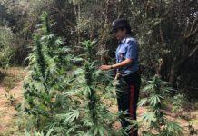 Scoperta piantagione di marijuana a Candidoni, arrestato 37enne di Rosarno