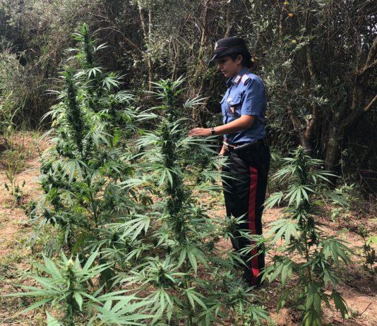 Scoperta piantagione di marijuana a Candidoni, arrestato 37enne di Rosarno