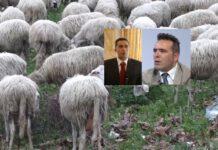 Pecore sacre di Polistena, la Procura chiede archiviazione della querela del Sindaco Tripodi