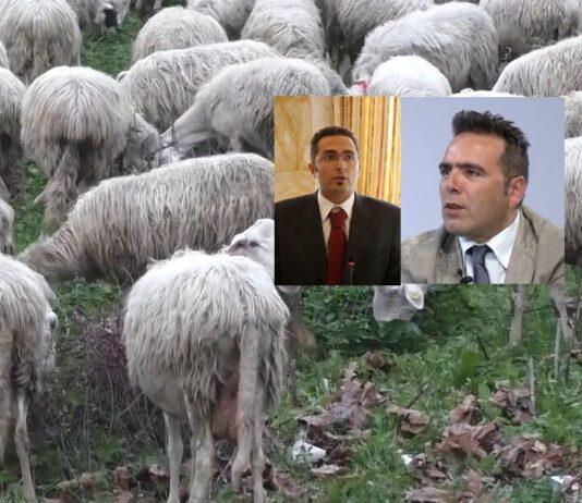 Pecore sacre di Polistena, la Procura chiede archiviazione della querela del Sindaco Tripodi