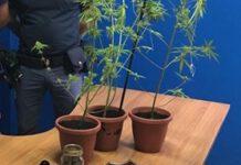 Palmi 29enne arrestato, le precisazioni del legale