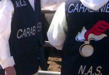 Cinque kg di pesce avariato sequestrato in pescheria