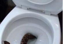 Calabria, trovano serpente nel water