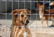 Dissequestrato terreno che ospitava il canile di Campo Calabro