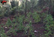 Scoperta piantagione di marijuana ed armi