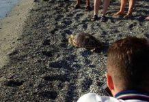 Tartaruga Mara ritorna in mare dopo cure