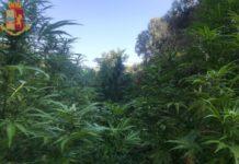 Scoperta piantagione di marijuana a Taurianova