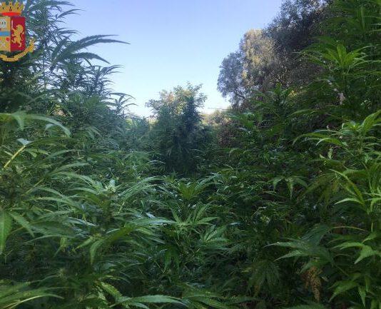 Scoperta piantagione di marijuana a Taurianova