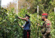 Arrestato 24enne per produzione di stupefacenti