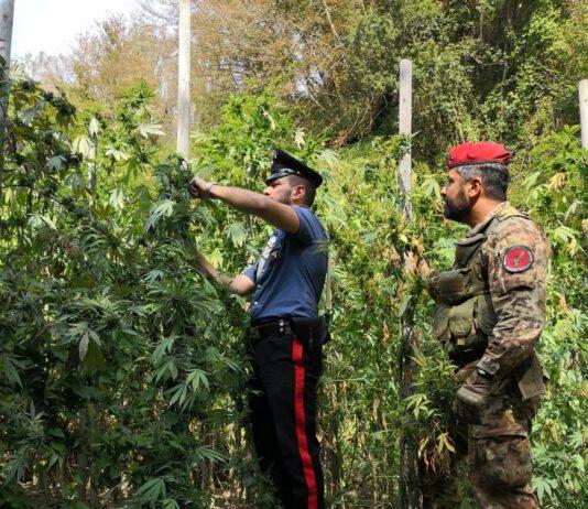 Arrestato 24enne per produzione di stupefacenti