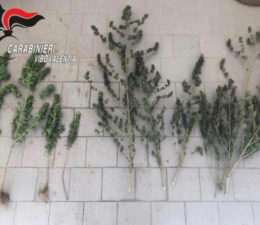 Arrestato 55 enne trovato in possesso di 12 piante di marijuana