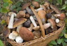 Persone intossicate da funghi, sequestrati oltre 50 kg