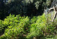 Due arresti e cinque denunce nella Locride