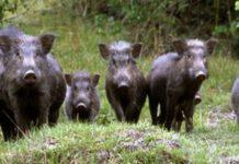 Coldiretti emergenza cinghiali: il fallimento è tutto della Regione Calabria