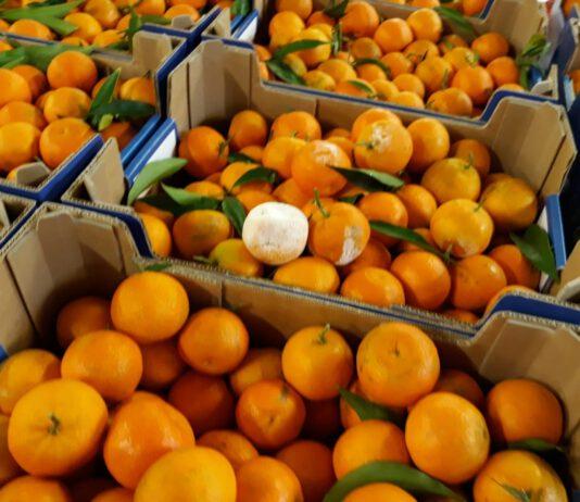 Coldiretti: il clima instabile sta creando difficoltà commerciali al comparto agrumicolo