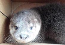 Cucciolo di lontra trovato in Calabria