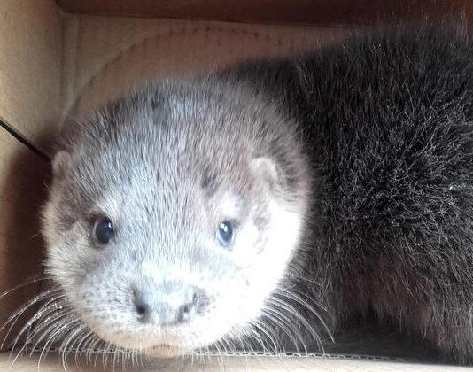 Cucciolo di lontra trovato in Calabria