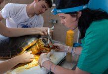 Chiude il centro recupero tartarughe marine a Brancaleone. Dopo 12 anni di attività il Comune di Brancaleone chiede lo sgombero dei locali