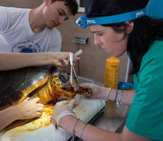 Chiude il centro recupero tartarughe marine a Brancaleone. Dopo 12 anni di attività il Comune di Brancaleone chiede lo sgombero dei locali
