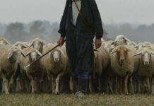 Rapinato mentre pascolava gregge