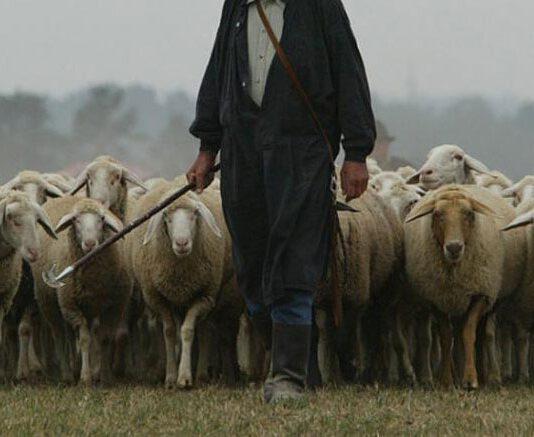 Rapinato mentre pascolava gregge