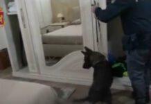 Spaccio di stupefacenti e combattimenti tra cani, 7 arresti nella Piana