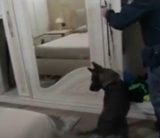 Spaccio di stupefacenti e combattimenti tra cani, 7 arresti nella Piana