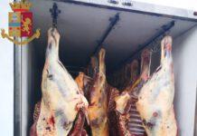 Sequestrati 29 quintali di carne equina