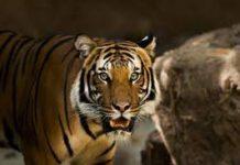 Tigre aggredisce uomo a Reggio Calabria