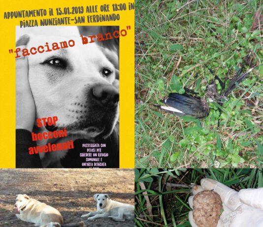 San Ferdinando avvelenati cani e volatili, domenica manifestazione per chiedere rifugio comunale