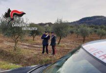 Intimidazione ad imprenditore, tagliati 40 alberi di ulivo