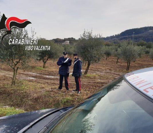 Intimidazione ad imprenditore, tagliati 40 alberi di ulivo