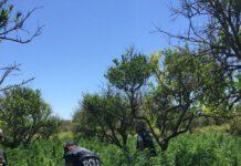 Sequestro piantagione di marijuana, arrestati 2 pregiudicati