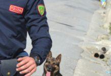 Focus Ndrangheta, due arresti per cannabis