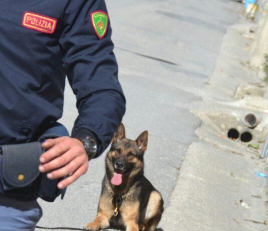 Focus Ndrangheta, due arresti per cannabis