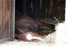 Cinque cavalli uccisi a fucilate