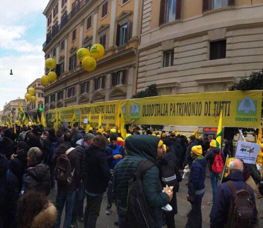 Coldiretti olio d’oliva: la manifestazione a Roma. Presentato il piano “salvaolio”
