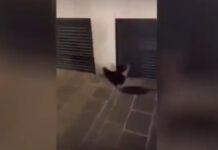 Bulli torturano gallina e postano video sui social