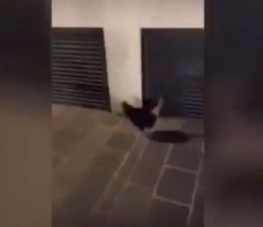 Bulli torturano gallina e postano video sui social