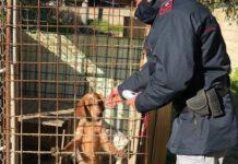 Cani tenuti senza acqua e cibo, denunciati due uomini