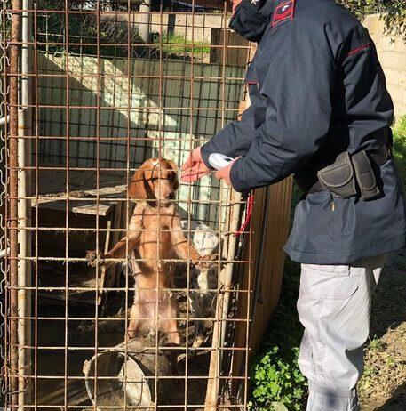 Cani tenuti senza acqua e cibo, denunciati due uomini
