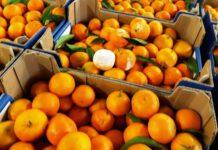 Coldiretti: pesante crisi dell’agrumicoltura. Aceto scrive alla Regione e sollecita urgenti interventi