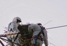 Cigcogna Bianca uccisa a colpi di fucile nel suo nido