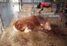 Furto andato male, ladri uccidono cavallo e feriscono a colpi d’accetta bue